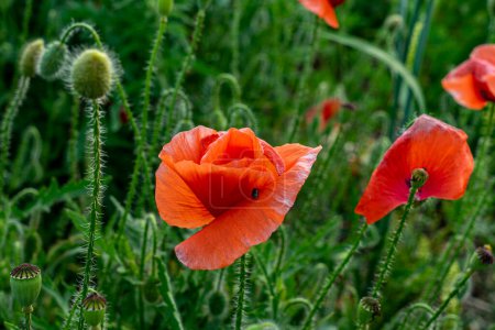 Téléchargez les photos : Red, poppy ,flower, green, grass, background - en image libre de droit