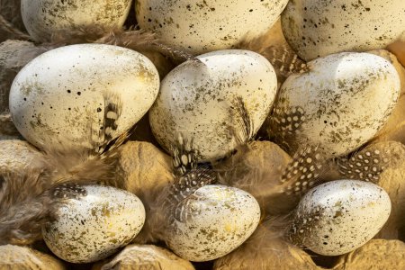 Téléchargez les photos : Œufs de caille dans un nid couché sur une surface en bois sombre, sur le fond d'un lapin de Pâques en porcelaine blanche et une cage avec des plumes - en image libre de droit
