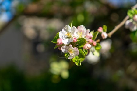Téléchargez les photos : Branche fleurie d'un pommier aux fleurs rose pâle et aux petites feuilles vert pâle sur fond flou - en image libre de droit
