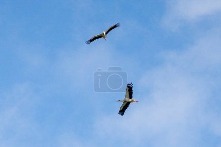 Téléchargez les photos : Un troupeau de cigognes volant dans un ciel bleu et nuageux - en image libre de droit