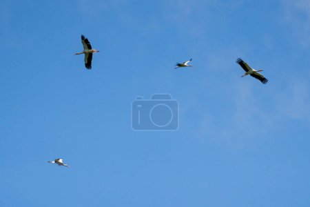 Téléchargez les photos : Un troupeau de cigognes volant dans un ciel bleu et nuageux - en image libre de droit