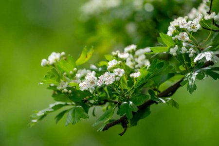 Téléchargez les photos : Branche d'aubépine fleurie avec des fleurs blanches sur un fond de buissons en colère - en image libre de droit