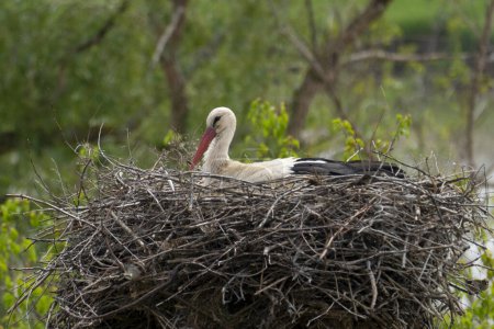 Téléchargez les photos : Cigogne assise dans un grand nid sur fond de buissons verts - en image libre de droit