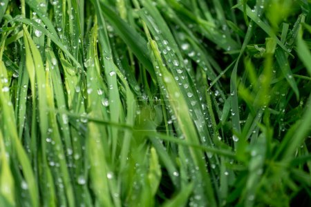 Téléchargez les photos : Grande goutte d'eau sur herbe verte luxuriante - en image libre de droit