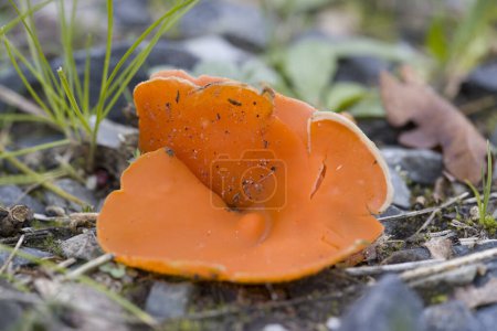 Téléchargez les photos : Grand champignon de la coupe orange dans le cimetière de Zevenberg, Pays-Bas - en image libre de droit