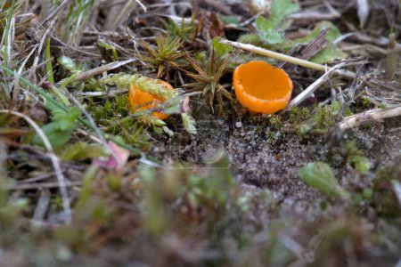 Téléchargez les photos : Champignon de la coupe orange sur le cimetière de Fluitenberg, Pays-Bas - en image libre de droit