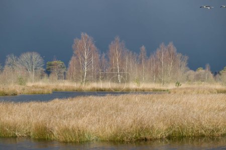 Téléchargez les photos : Bouleaux dans la lumière avec de lourds nuages de grêle à Dwingelderveld, Pays-Bas - en image libre de droit