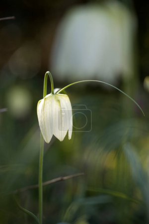 Photo for Flowering fritillary in the Zuiderpark, the Netherland - Royalty Free Image
