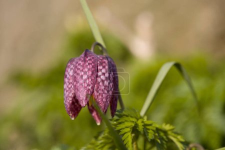 Photo for Flowering fritillary in the Zuiderpark, the Netherland - Royalty Free Image