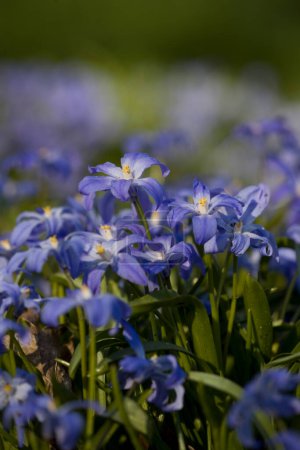Photo for Star hyacinth in the Zuiderpark, the Netherland - Royalty Free Image