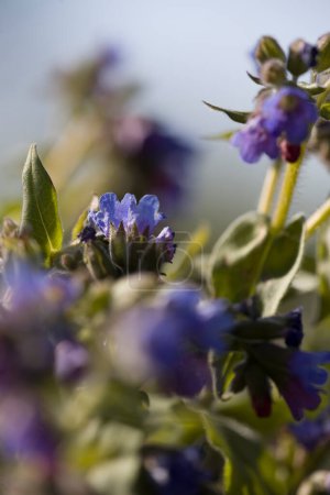 Photo for Caucasian comfrey in the Zuiderpark, the Netherland - Royalty Free Image