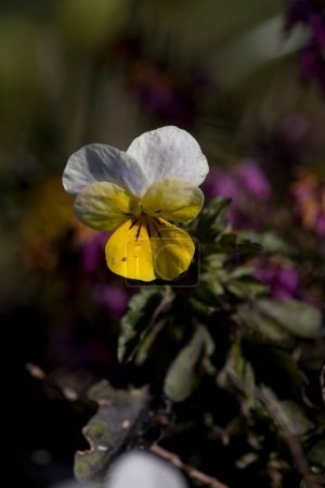 Photo for Pansy tricolor in the Zuiderpark, the Netherland - Royalty Free Image