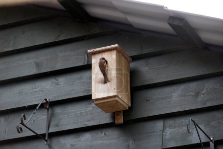 Ruinen, Netherlands- June 27, 2023: house sparrow at birdhouse in garden in Ruinen, Netherland