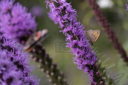 Photo for Atalanta butterfly sits on knotty snake root in garden, Netherland - Royalty Free Image