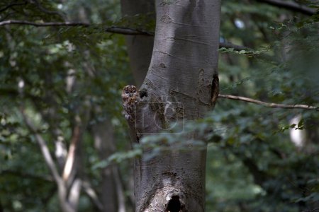 Foto de Búho Tawny en árbol en el Parque Nacional Hoge Veluwe, Países Bajos - Imagen libre de derechos