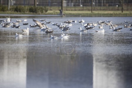 Foto de Wijster, Países Bajos - 7 de febrero de 2024: La bandada de gaviotas en el parque empresarial Wijster, Países Bajos - Imagen libre de derechos