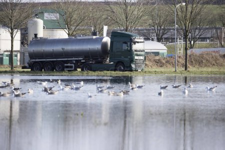 Foto de Wijster, Países Bajos - 7 de febrero de 2024: gaviotas en un charco en un prado en el parque empresarial Wijster, Países Bajos - Imagen libre de derechos