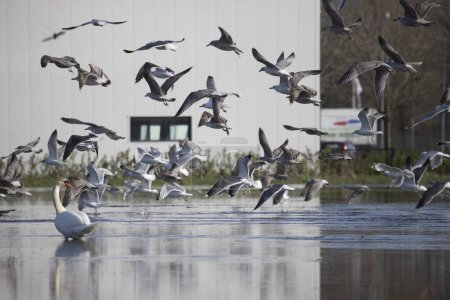 Foto de Wijster, Países Bajos - 7 de febrero de 2024: cisnes y gaviotas nadando en un charco en un prado en el parque de negocios de Wijster, Países Bajos - Imagen libre de derechos