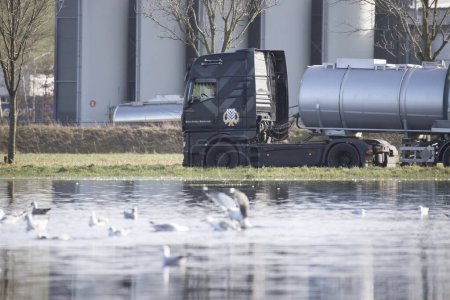 Foto de Wijster, Países Bajos - 7 de febrero de 2024: gaviotas en un charco en un prado en el parque empresarial de Wijster, Países Bajos - Imagen libre de derechos