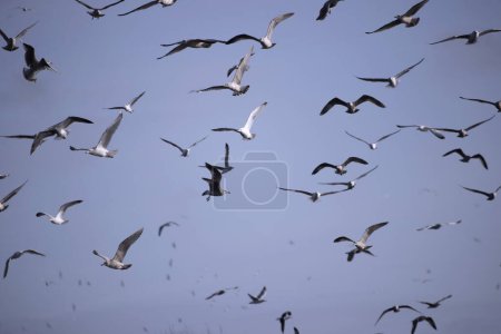 Foto de Wijster, Países Bajos - 7 de febrero de 2024: La bandada de gaviotas en el parque empresarial Wijster, Países Bajos - Imagen libre de derechos