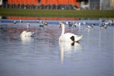 Foto de Wijster, Países Bajos - 7 de febrero de 2024: cisnes y gaviotas nadando en un charco en un prado en el parque de negocios de Wijster, Países Bajos - Imagen libre de derechos