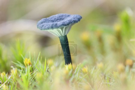 Téléchargez les photos : Entonnoir bleu-vert dans le Dwingelderveld, Pays-Bas - en image libre de droit