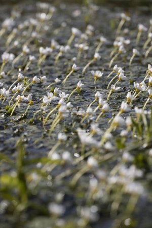 Large water crowfoot in the stream valley of Oude Diep in Wijster, the Netherland