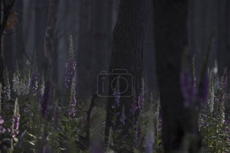 Foxglove in forest in Dwingelderveld, Netherland