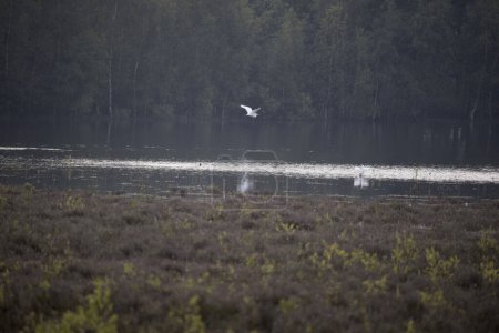 Group of flying egrets in Dwingelderveld, Netherland