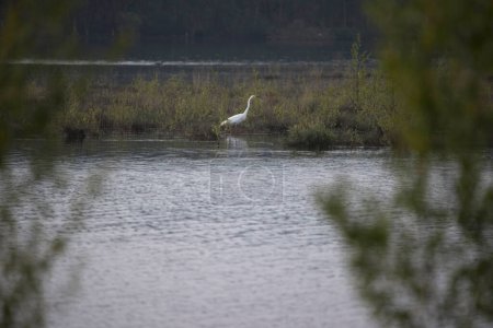 Egret in Dwingelderveld, Netherland