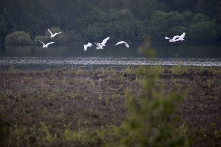 Group of flying egrets in Dwingelderveld, Netherland