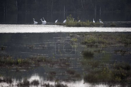 Group of egrets in Dwingelderveld, Netherland