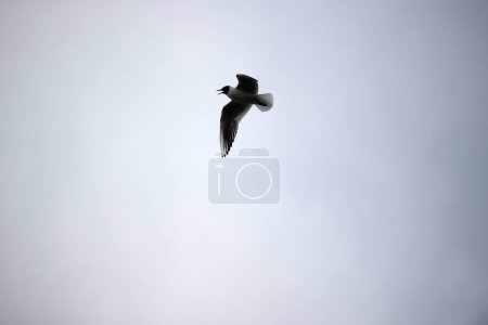 Mouette à tête noire volante à Dwingelderveld, Pays-Bas