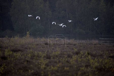 Flight of egrets in Dwingelderveld, Netherland