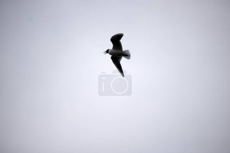 Flying black-headed gull in Dwingelderveld, Netherland