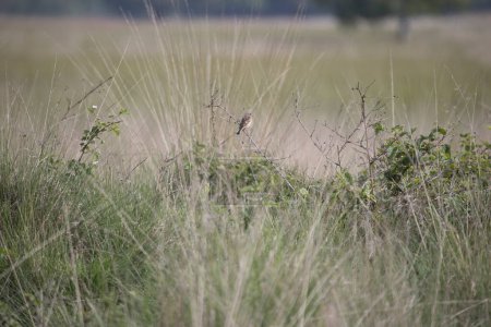 Young stonechat in a bush in the Boerenveensche Plassen in Pesse, the Netherland