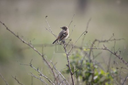 Young stonechat in a bush in the Boerenveensche Plassen in Pesse, the Netherland