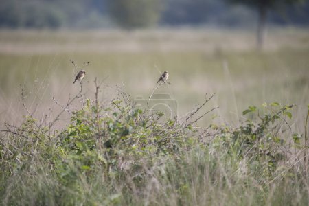 Young stonechats in a bush in the Boerenveensche Plassen in Pesse, the Netherland