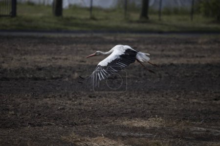 Flying stork on business park in Wijster, Netherland