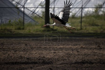 Flying stork on business park in Wijster, Netherland