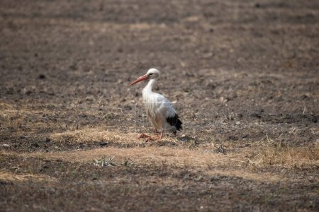 Stork on business park in Wijster, Netherland