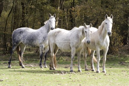 Pferde auf einer Weide, Niederlande