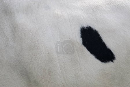 Coat of a cow, Pays-Bas

