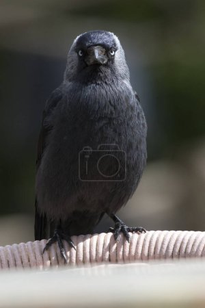Western Jackdaw sits on a chair in a zoo in the Netherlands