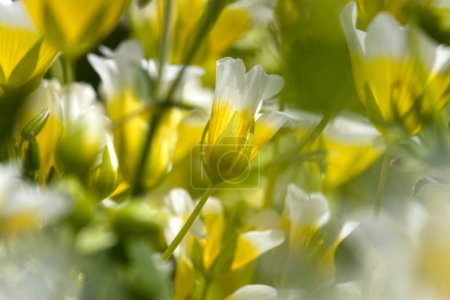amarillo blanco meadowfoam, Países Bajos / Holanda