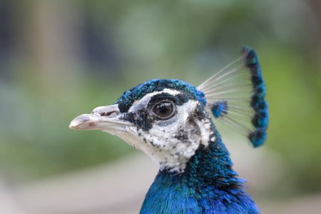peacock, Hochwildpark Rhineland-Kommern Mechernich, Germany