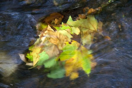 autumn leaves under water in a stream in city park Sawah Belanda, Sacre Coeur, Arnhem, Netherlands