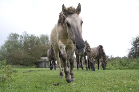 Manada de caballos Konik en la naturaleza Meinerswijk en Arnhem, Países Bajos
