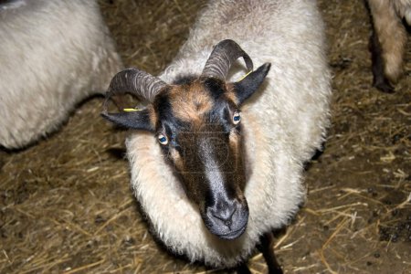 Drenthe Heath Sheep en un redil de ovejas, Países Bajos