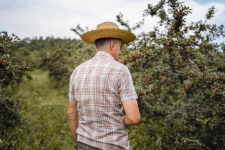 Photo for Back view of adult senior man farmer male worker in cherry orchard copy space - Royalty Free Image